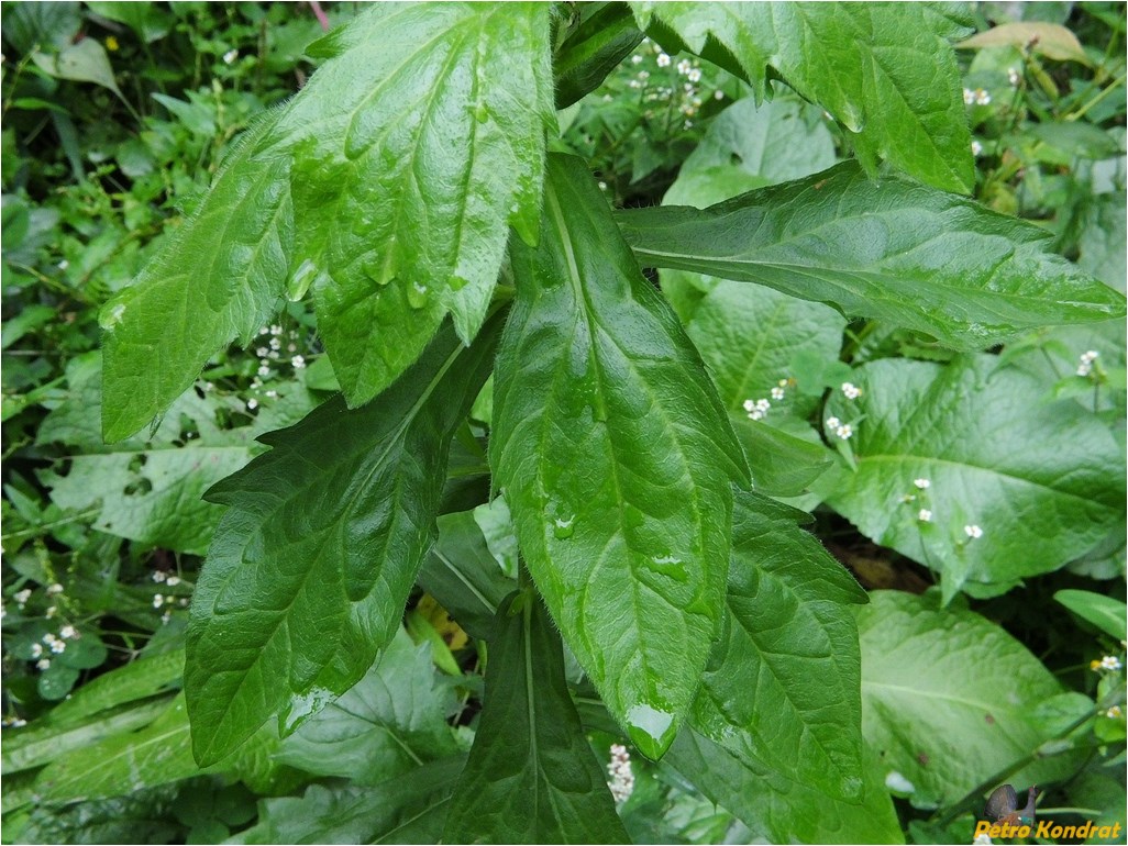 Image of Erigeron annuus specimen.