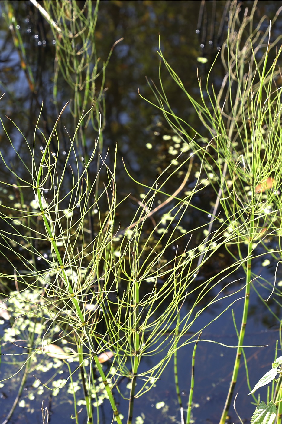 Изображение особи Equisetum fluviatile.