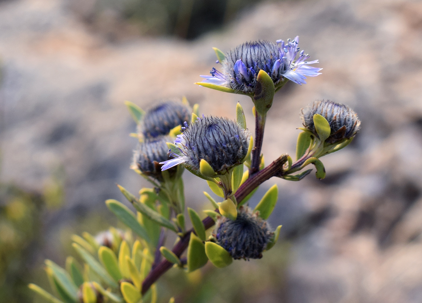 Image of Globularia alypum specimen.