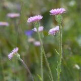 Erigeron pseudoseravschanicus