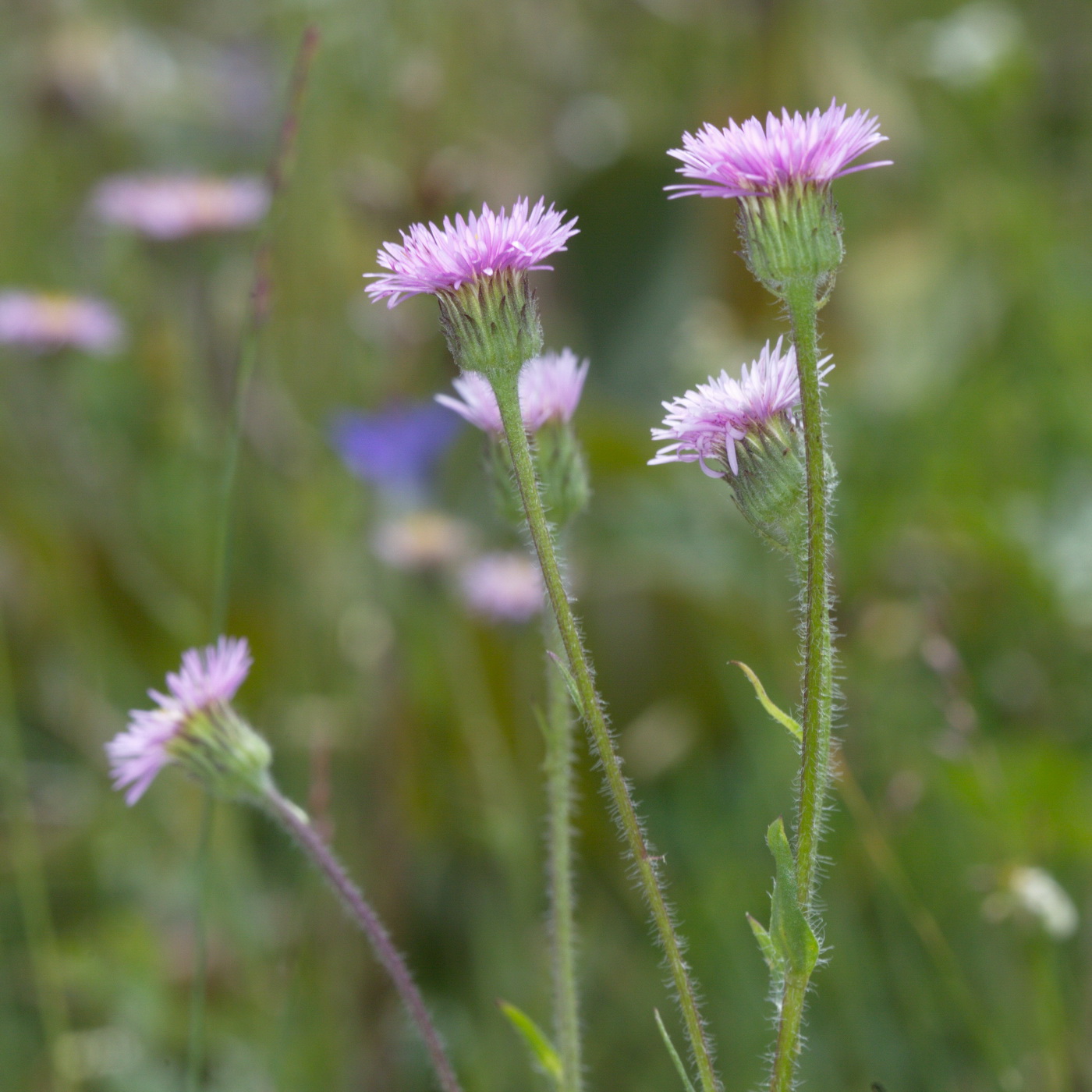 Image of Erigeron pseudoseravschanicus specimen.