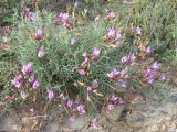 Astragalus subuliformis. Цветущее растение. ЮВ Крым, хр. Биюк-Янышар, гора Джан-Куторан. 30 апреля 2010 г.