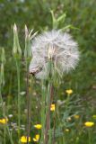 Tragopogon pratensis. Верхушки побегов с нераскрывшимися и раскрывшимся соплодиями. Ленинградская обл., Волосовский р-н, суходольный разнотравно-злаковый луг. 16.07.2017.