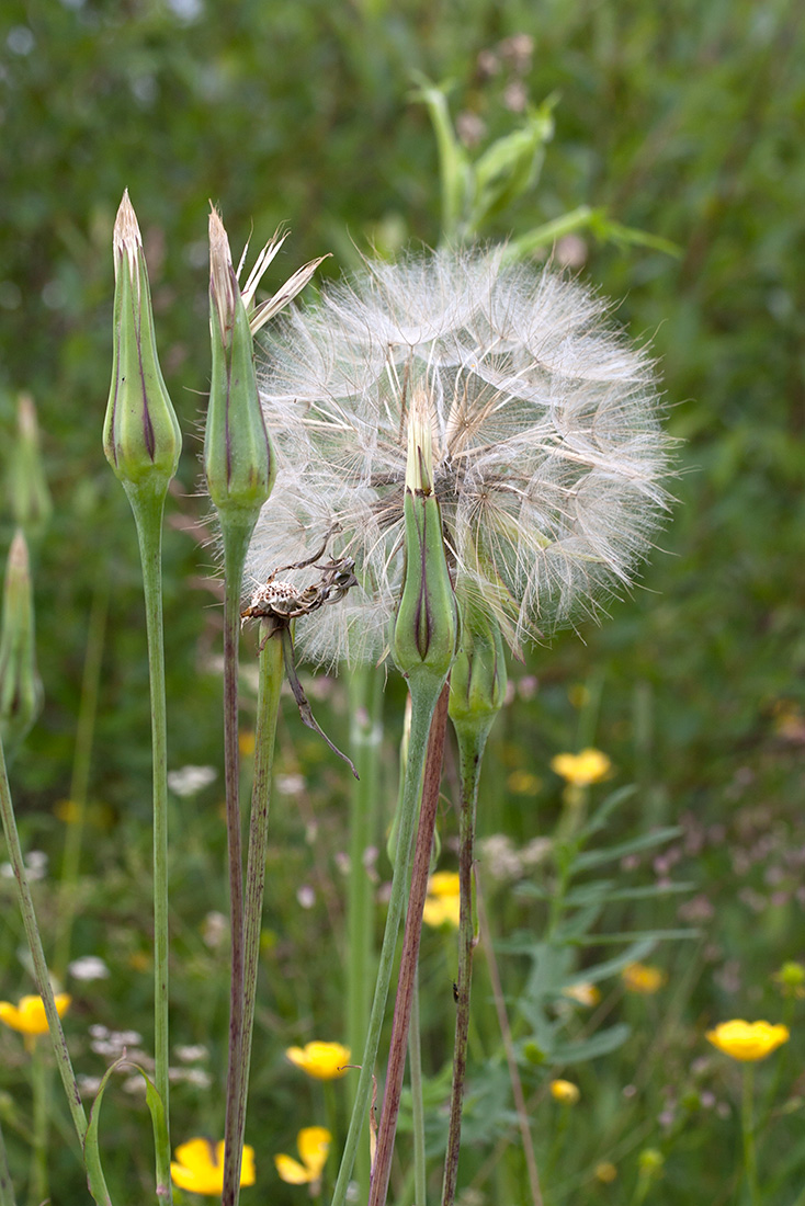 Изображение особи Tragopogon pratensis.