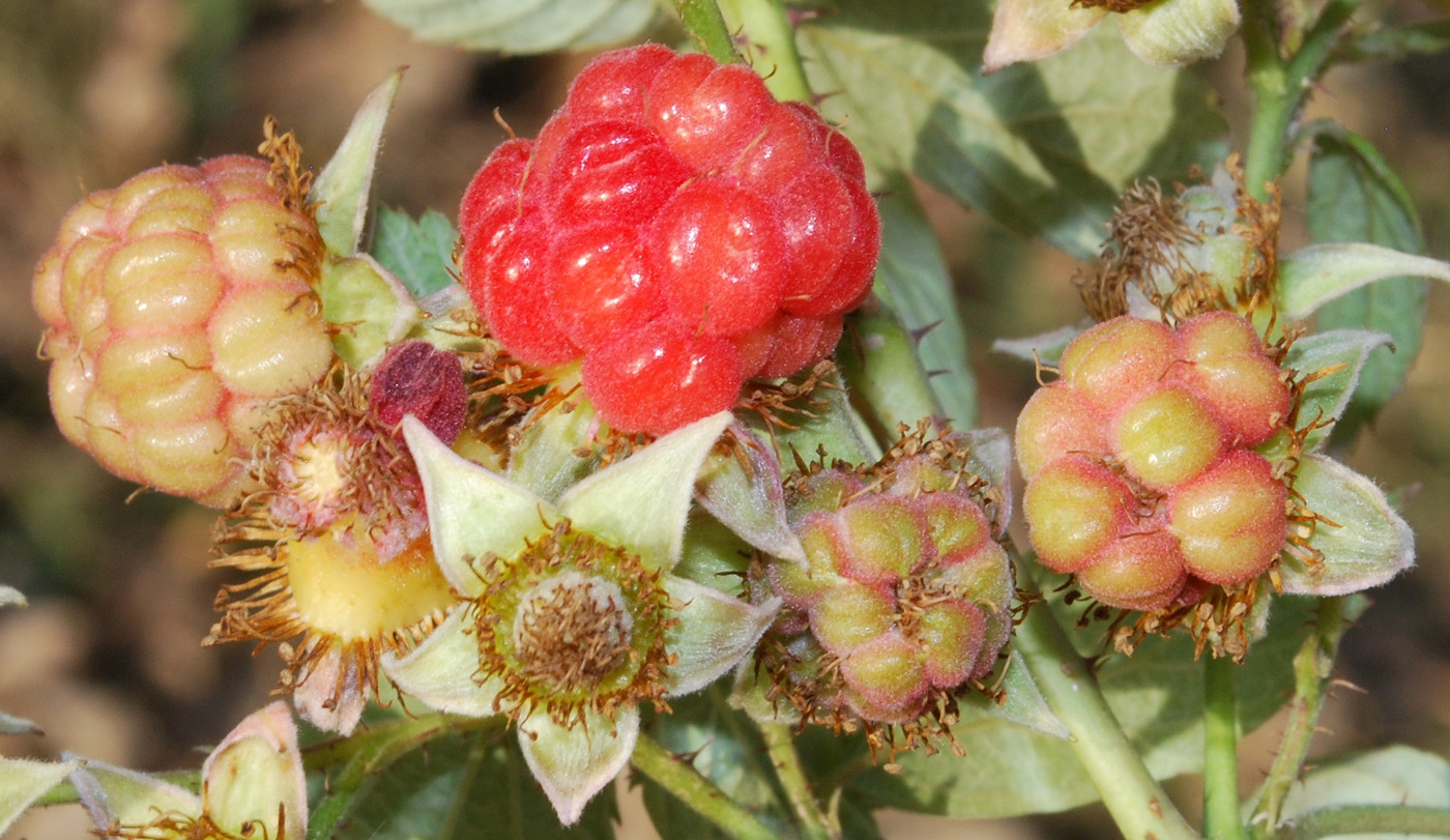 Изображение особи Rubus idaeus.