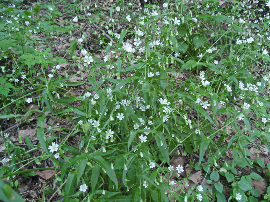 Изображение особи Cerastium holosteum.