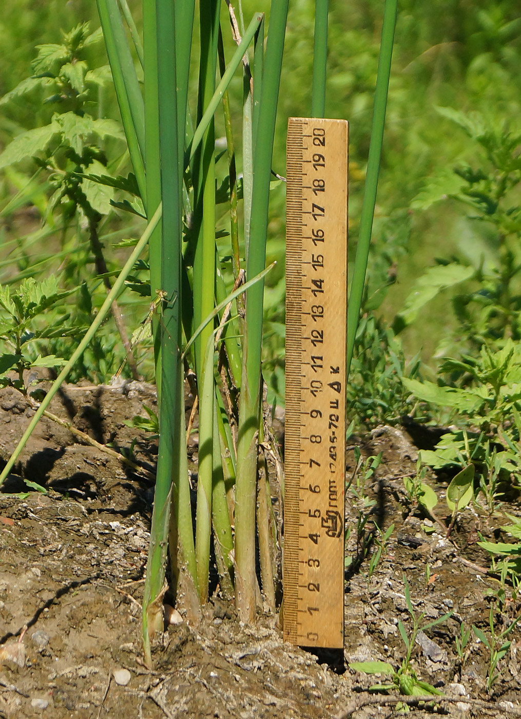 Изображение особи Schoenoplectus lacustris.