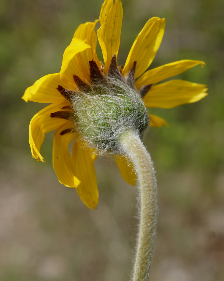 Изображение особи Arnica intermedia.