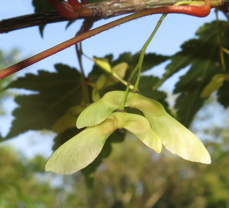 Image of Acer komarovii specimen.