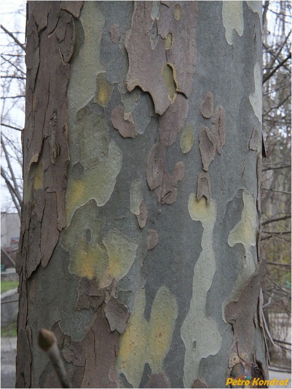 Image of Platanus &times; acerifolia specimen.