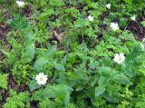 Cerastium davuricum