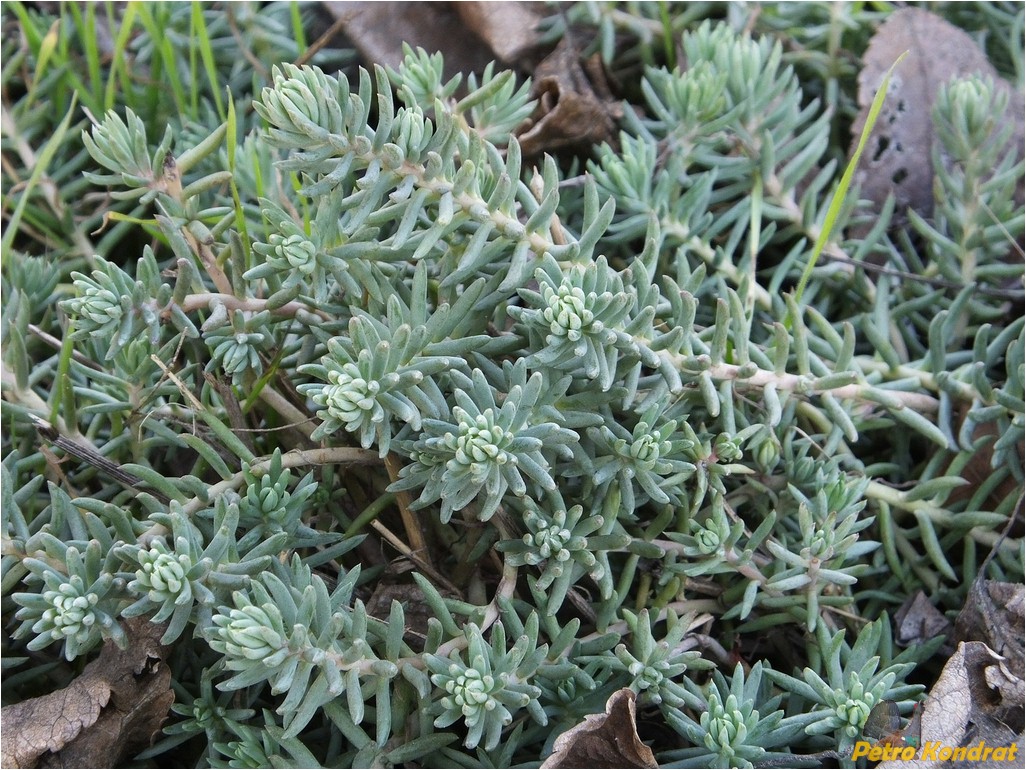 Image of Sedum reflexum specimen.