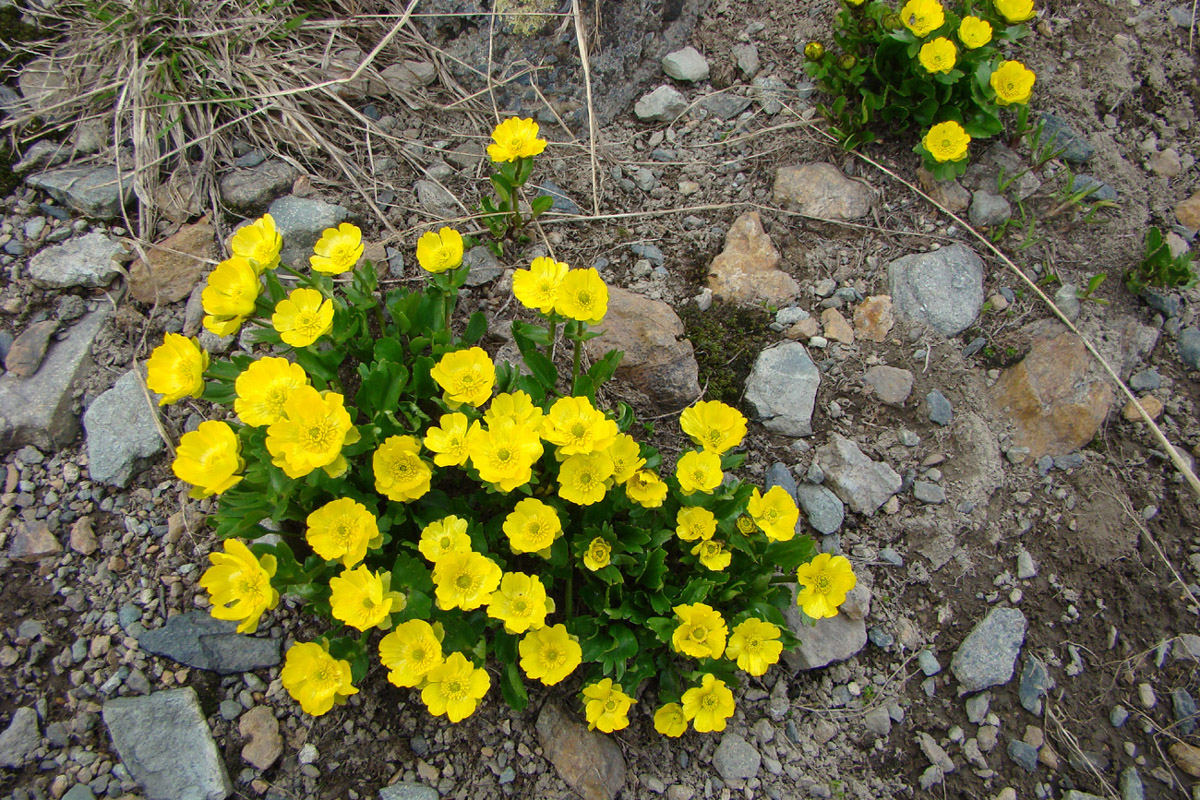 Изображение особи Ranunculus altaicus.