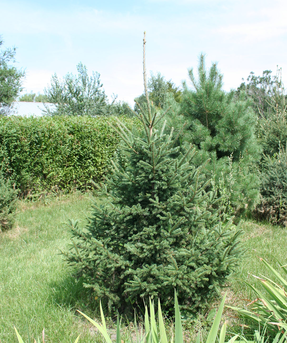 Image of Picea obovata specimen.