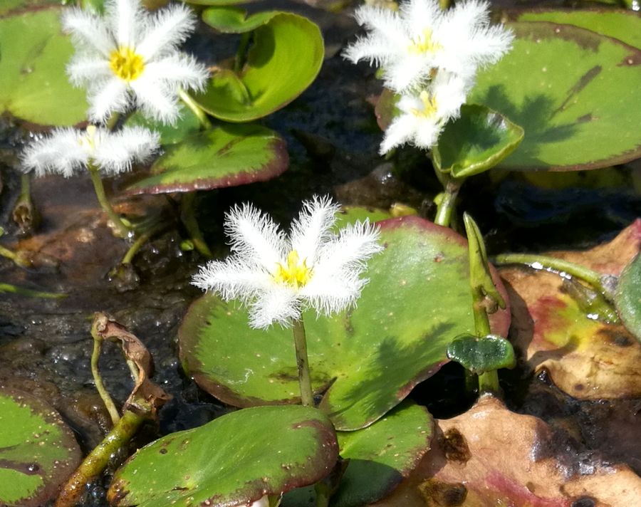 Image of Nymphoides indica specimen.