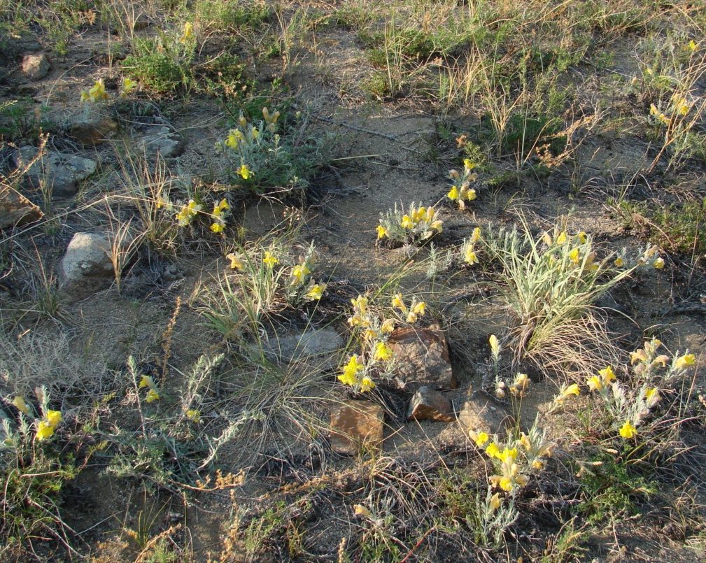 Image of Cymbaria daurica specimen.