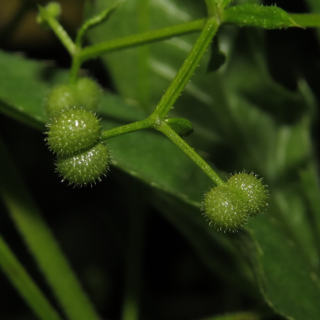 Image of Galium vaillantii specimen.
