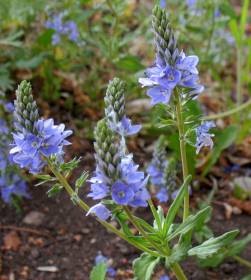 Image of Veronica prostrata specimen.