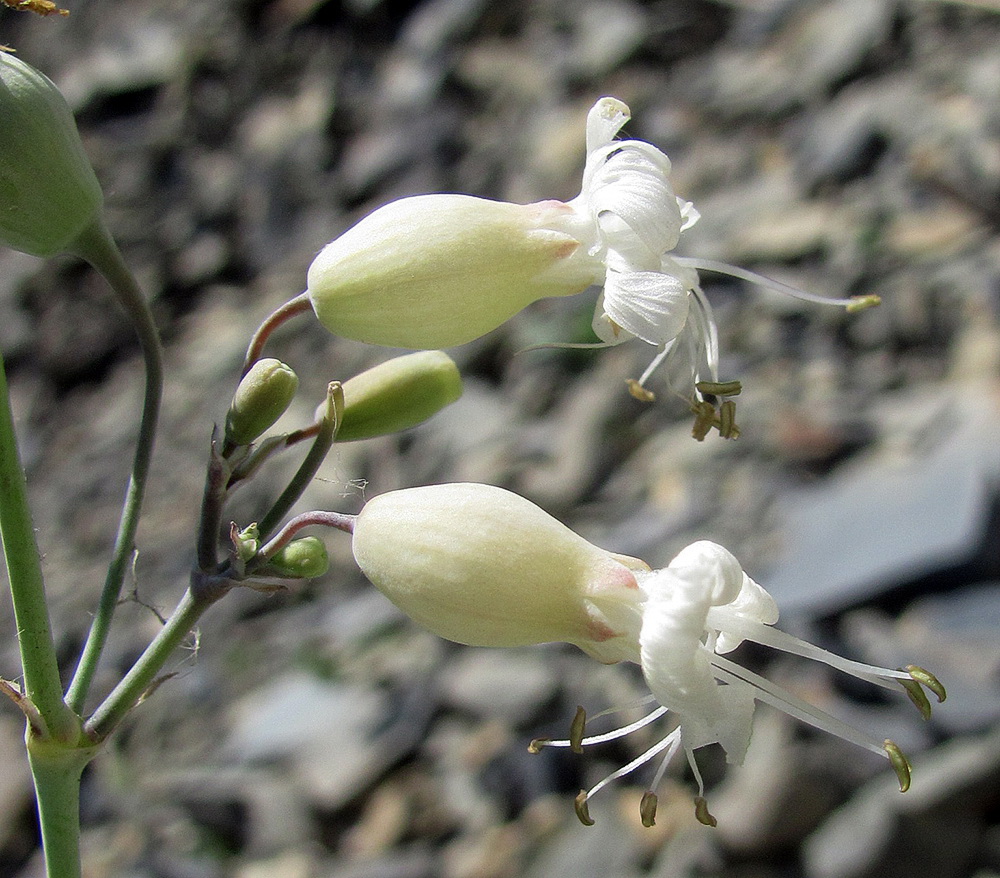 Изображение особи Oberna crispata.