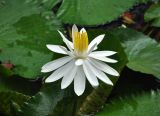 Nymphaea lotus. Цветок. Малайзия, Куала-Лумпур, в культуре. 13.05.2017.