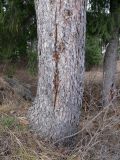 Picea obovata. Нижняя часть ствола с зарастающей морозобойной(?) трещиной. Свердловская обл., окр. г. Североуральск, скальные выходы в р-не известнякового карьера. 07.05.2017.