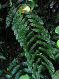 Goniophlebium percussum. Верхушка спороносящей вайи. Малайзия, штат Саравак, национальный парк Бако; о-в Калимантан, влажный тропический лес. 10.05.2017.