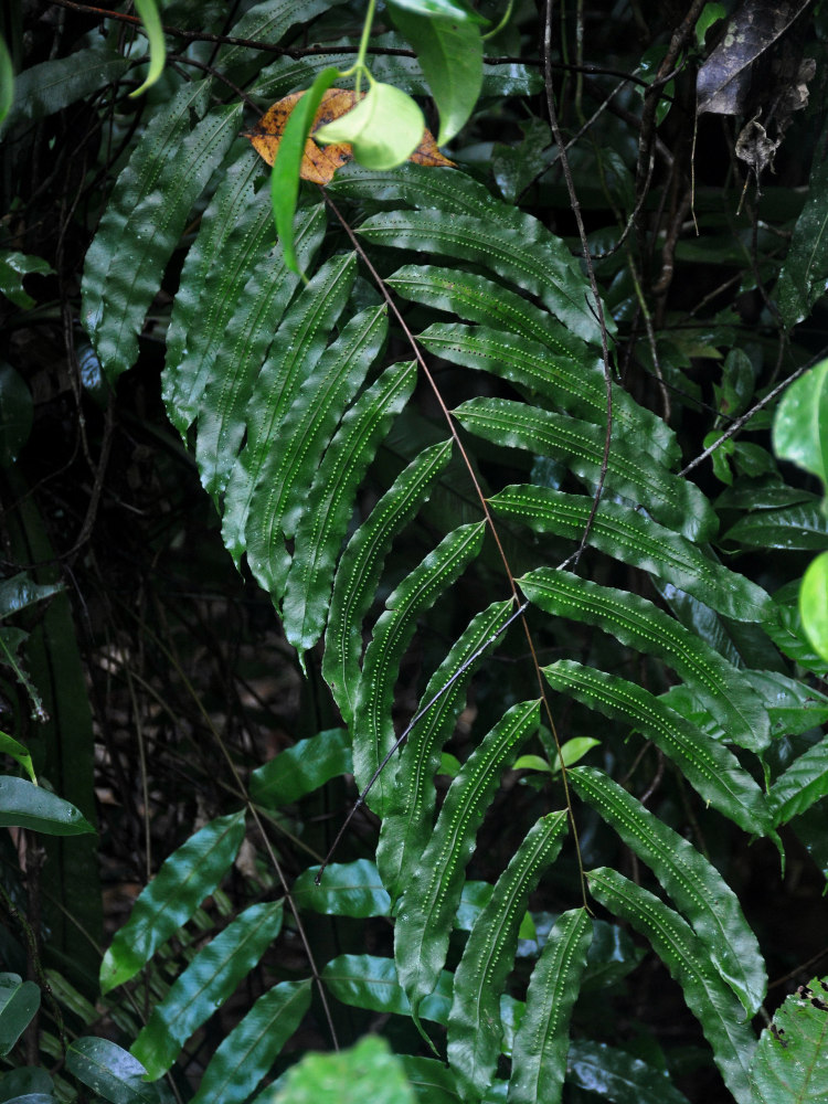Изображение особи Goniophlebium percussum.