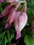 Dicentra formosa