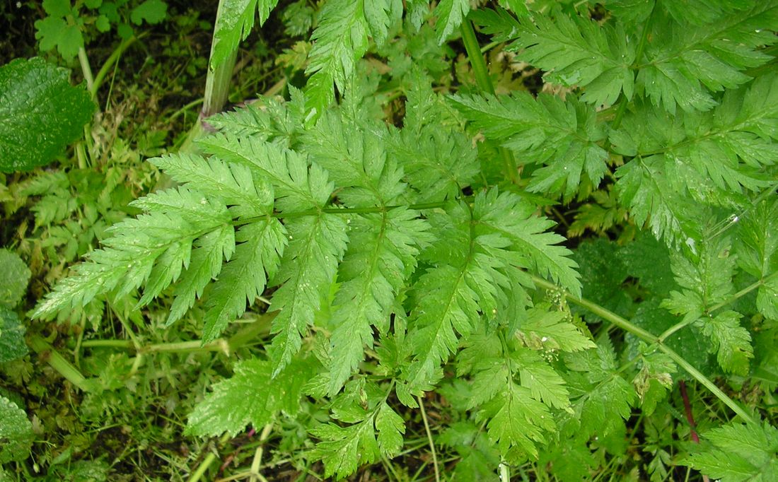 Изображение особи Anthriscus sylvestris.