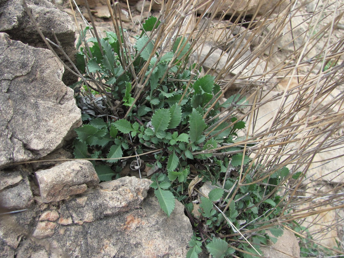 Изображение особи Cephalaria charadzeae.