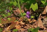 Epimedium macrosepalum