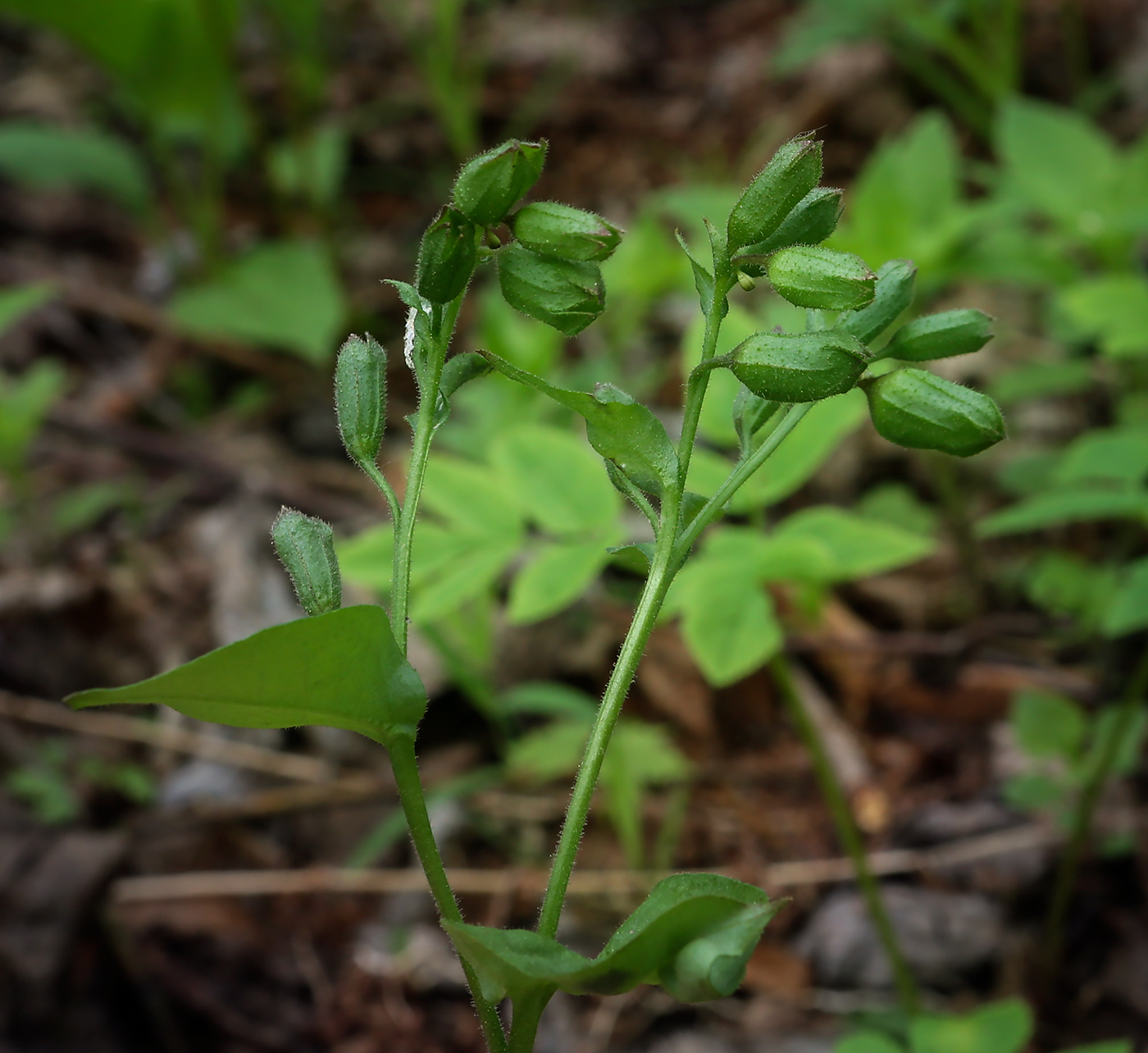 Image of Pulmonaria obscura specimen.