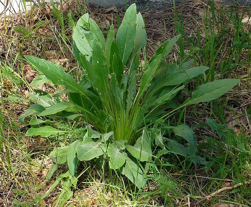 Image of Cynoglossum officinale specimen.