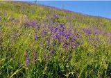 Salvia pratensis. Цветущие растения. Тульская обл., Ефремовский р-н, долина р. Красивая Меча, разнотравная степь. 02.06.2018.