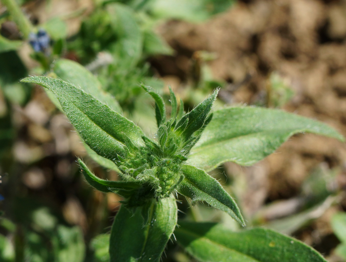 Изображение особи Echium vulgare.