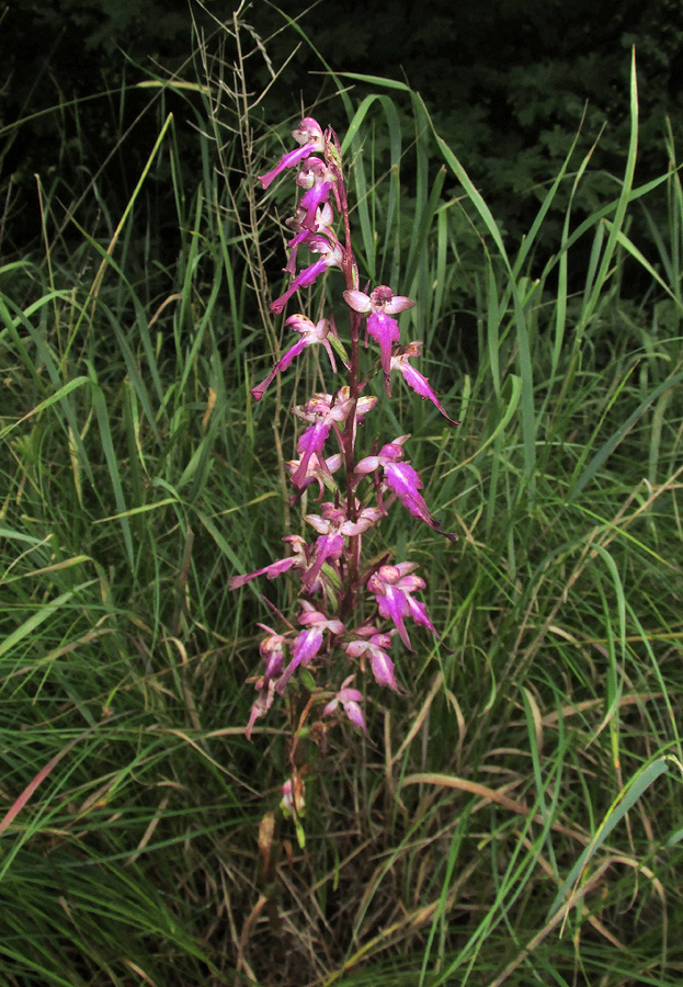 Изображение особи Himantoglossum formosum.