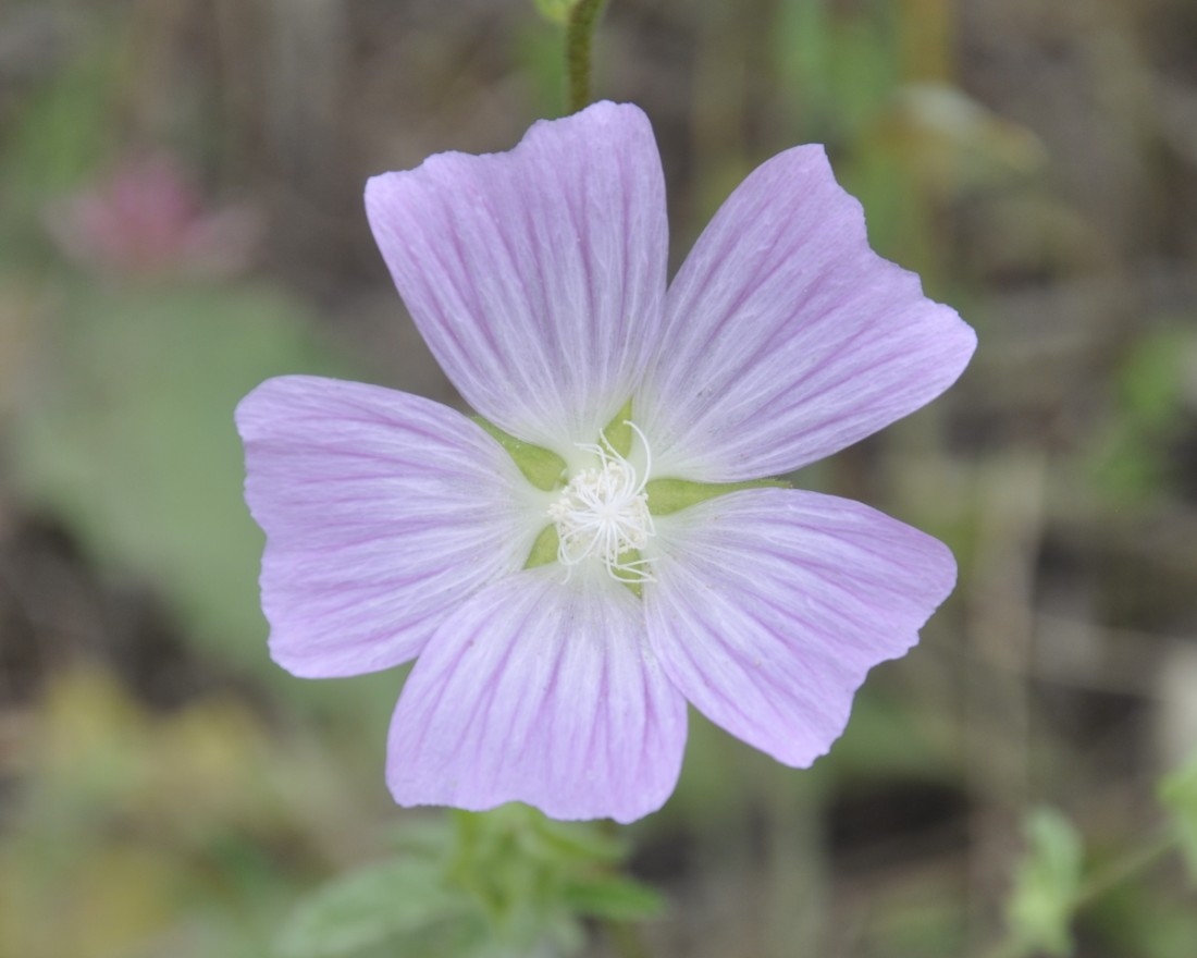 Изображение особи Malva punctata.