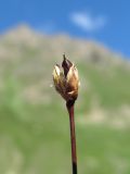 Juncus triglumis. Верхушка побега с соплодием. Кабардино-Балкария, Эльбрусский р-н, долина р. Ирикчат, ок. 2700 м н.у.м., заболоченное место. 06.08.2018.