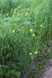 Tragopogon podolicus