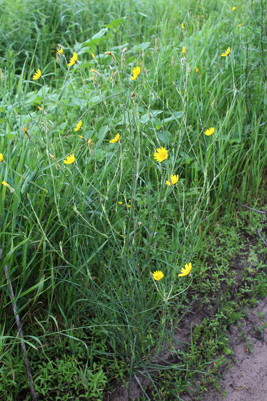 Изображение особи Tragopogon podolicus.