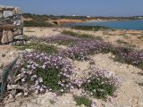 Malcolmia flexuosa