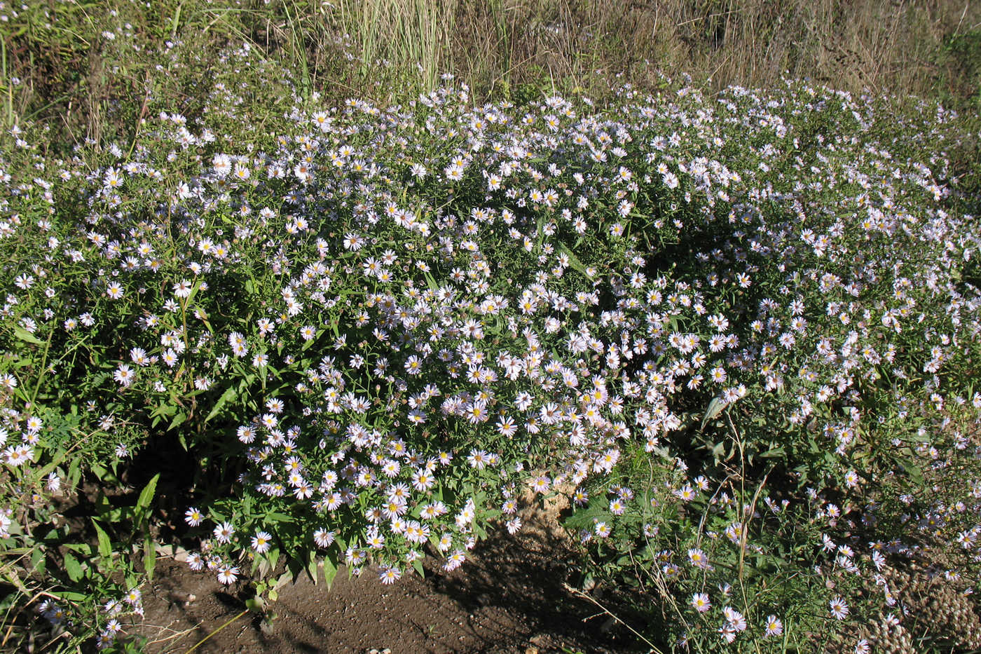 Изображение особи Symphyotrichum &times; salignum.