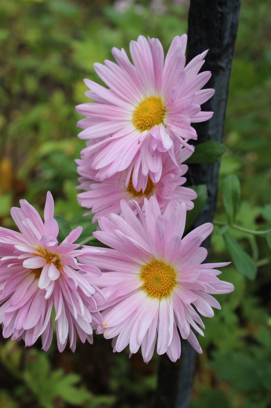 Image of Chrysanthemum indicum specimen.