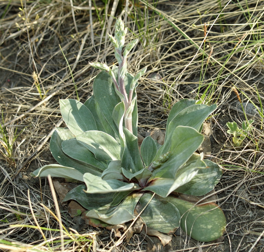 Image of Goniolimon speciosum specimen.