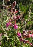 Teucrium divaricatum