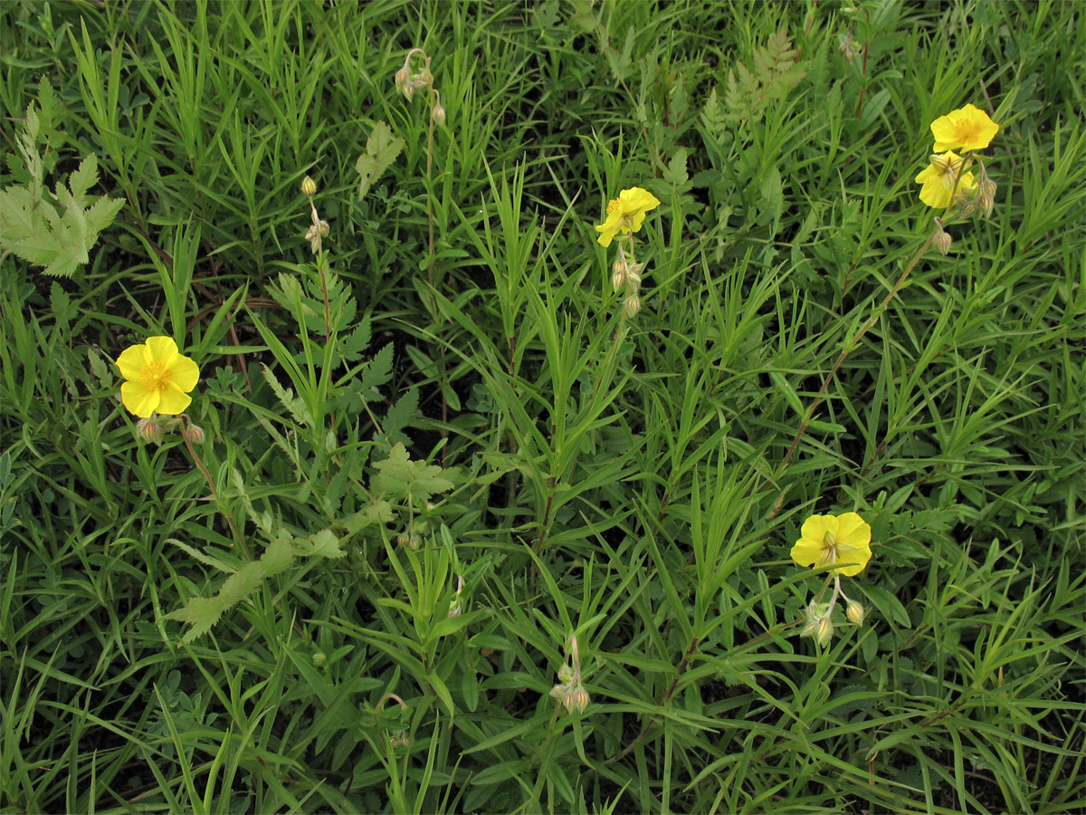 Image of Helianthemum ovatum specimen.