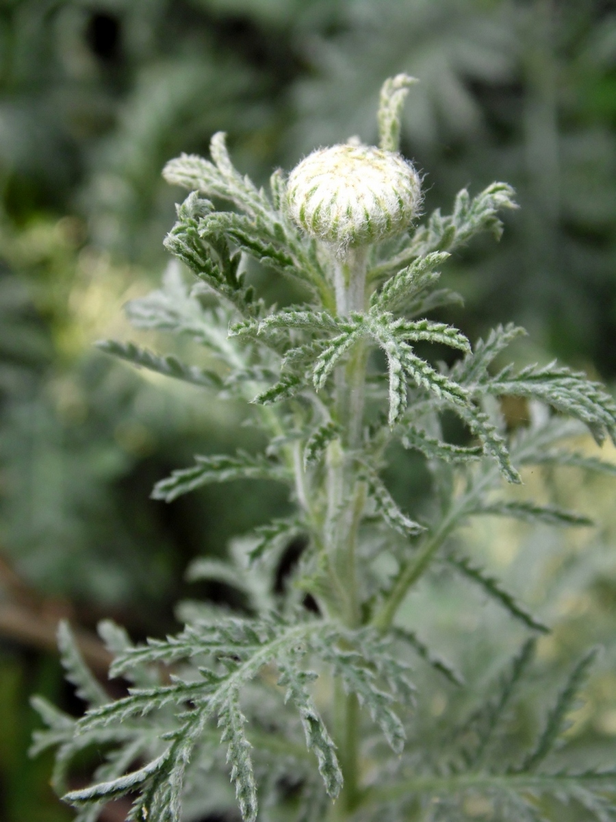 Изображение особи Anthemis tinctoria.