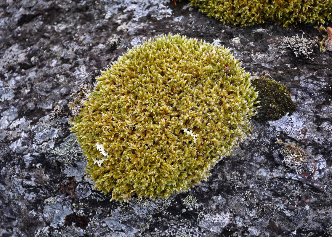 Изображение особи Racomitrium lanuginosum.