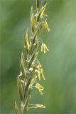 Elytrigia repens. Часть соцветия. Кольский п-ов, Кандалакшский берег Белого моря, разнотравный влажный луг на берегу ручья. 25.07.2018.