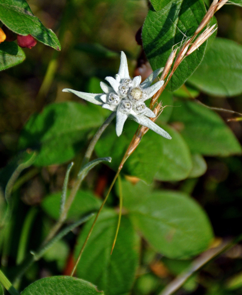 Image of Leontopodium fedtschenkoanum specimen.